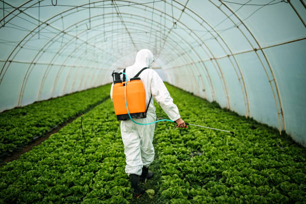 Best Ant Control Services  in Hainesvle, IL