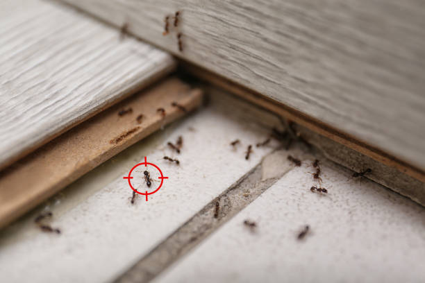 Spider Control Near Me in Hainesville, IL