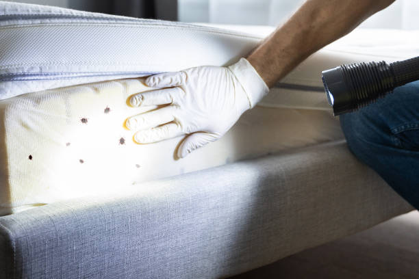 Best Best Pest Control Companies  in Hainesvle, IL