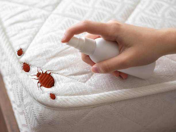 Best Flea Control Services  in Hainesvle, IL