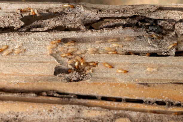 Flea Control Services in Hainesville, IL