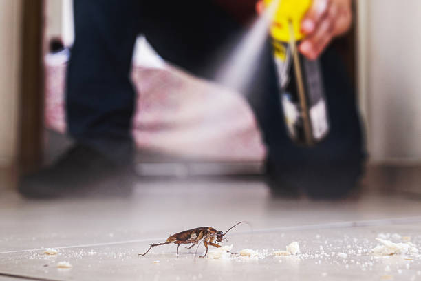Best Bed Bug Extermination  in Hainesvle, IL